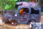 bloodParrotInCarCropped.thumb.jpg
